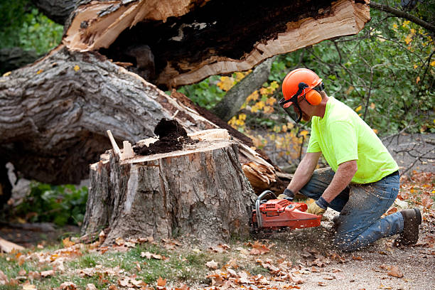 Best Tree Trimming and Pruning  in Copiague, NY